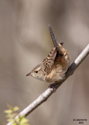 Sedge Wren. Doctors Park, Milwaukee