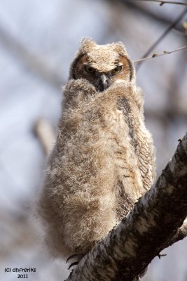 Great Horned Owl. Doctor's Park, Milwaukee