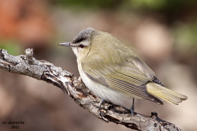 Red-eyed Vireo. Doctor's Park, Milwaukee