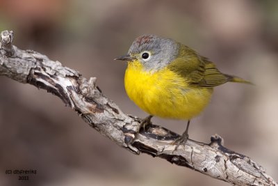 Nashville Warbler. Doctor's Park, Milwaukee