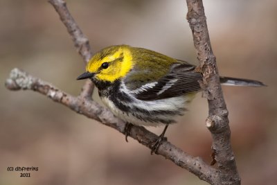 Black-throated Green Warbler. Doctor's Park, Milwaukee