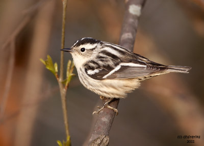 Black and White Warbler. Lake Park, Milwaukee