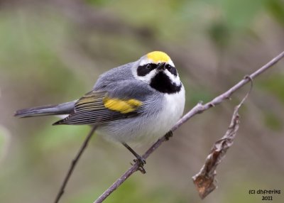 Golden-winged Warbler. Weir Nature Center. Milwaukee