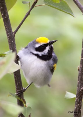 Golden-winged Warbler. Weir Nature Center. Milwaukee