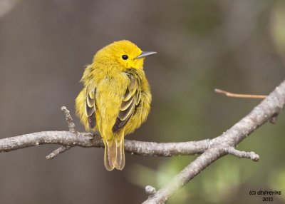 Yellow Warbler. Weir Nature Center. Milwaukee