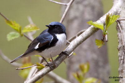 Black-throated Blue Warbler. Grant Park, Milwaukee