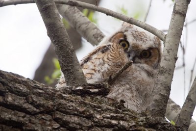 Great-horned Owl. Weir Nature Center. Milwaukee