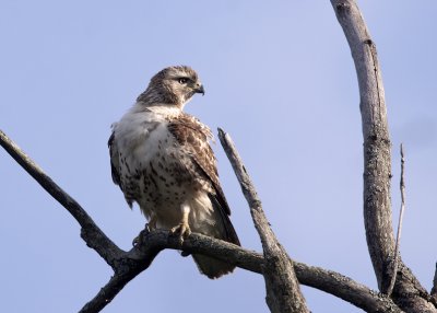 Red-tailed Hawk. Weir Nature Center, Milwaukee