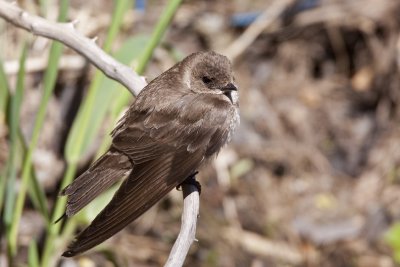 Northern Rough-winged Swallow. Grant Park, Milwaukee