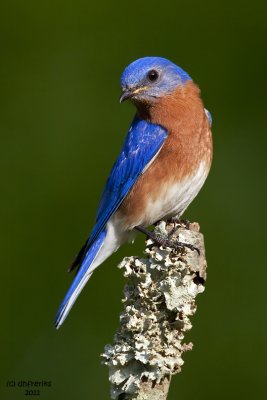 Eastern Bluebird. Chesapeake,OH