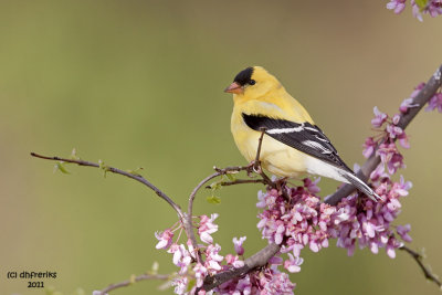American Goldfinch. Pewaukee, WI