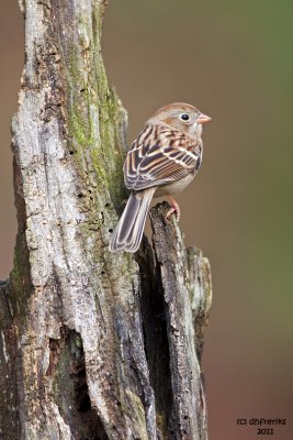 Field Sparrow, Chesapeake, OH