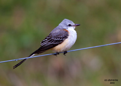 Scissor-tailed Flycatcher. Kewaunee, WI