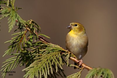 American Goldfinch. Chesapeake,OH