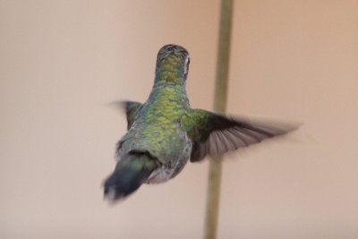 Imm. Female Broad-billed Hummingbird. Mequon, WI