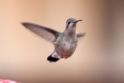 Imm. Female Broad-billed Hummingbird. Mequon, WI