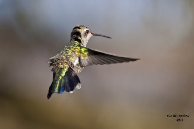 Broad-billed Hummingbird. Mequon, WI