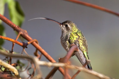 Broad-billed Hummingbird. Mequon, WI