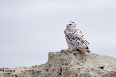 Snowy Owl. Sheboygan, WI