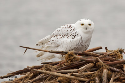 Snowy Owl. Horicon Marsh, WI