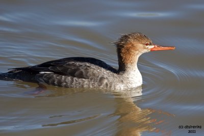 Red-breasted Merganser. Milwaukee, WI