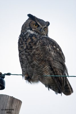 Great Horned Owl. Saukville, WI