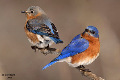 Eastern Bluebirds. Chesapeake, OH