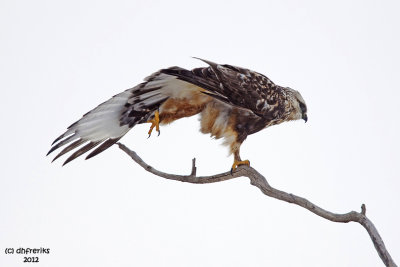 Rough-legged Hawk. Horicon Marsh. WI