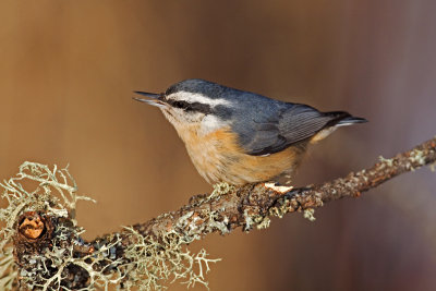 Red-breasted Nuthatch. Sax Zim Bog. MN