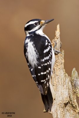 Hairy Woodpecker. Chesapeake, OH