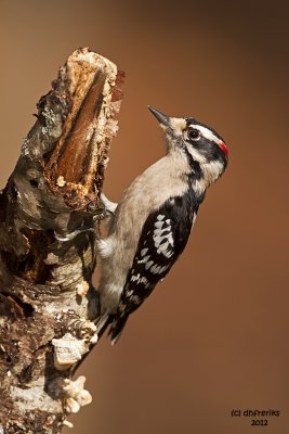 Downy Woodpecker. Chesapeake, OH