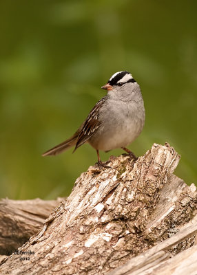 White-crowned Sparrow. Chesapeake, OH