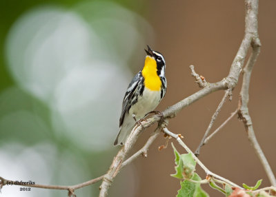 Yellow-throated Warbler. Chesapeake, OH