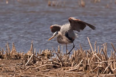 Great Blue Heron. Horicon Marsh, WI