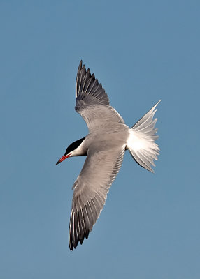 Common Tern. Manitowoc, WI