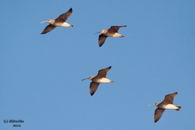 Whimbrels. Manitowoc, Sheboygan