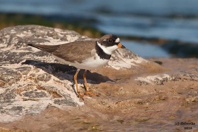 Semi-palmated Plover. Sheboygan, WI