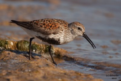 Dunlin. Sheboygan, WI