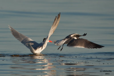 Caspian Tern and Laughing Gull. Sheboygan, WI