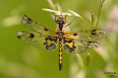 Calico Pennant. W.V.