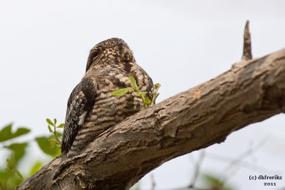 Common Nighthawk. Grafton, WI