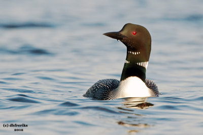 Common Loon. Northern Wisconsin