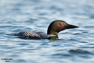 Common Loon. Northern Wisconsin