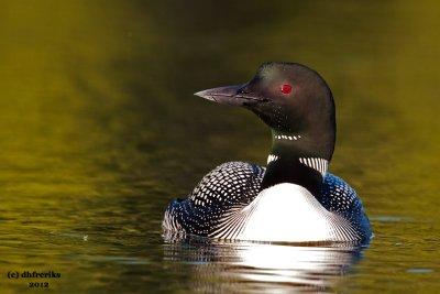 Common Loon. Sylvania Wilderness Area. N. Michigan