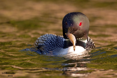 Common Loon. Sylvania Wilderness Area. N. Michigan