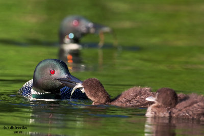 Common Loons. Sylvania Wilderness Area. N. Michigan