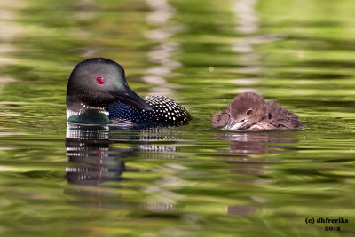 Common Loons. Sylvania Wilderness Area. N. Michigan