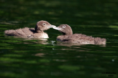 Common Loons. Sylvania Wilderness Area. N. Michigan