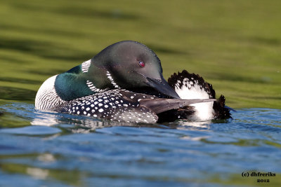 Common Loon. Sylvania Wilderness Area. N. Michigan