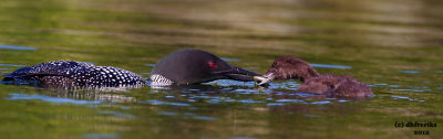 Common Loons. Sylvania Wilderness Area. N. Michigan